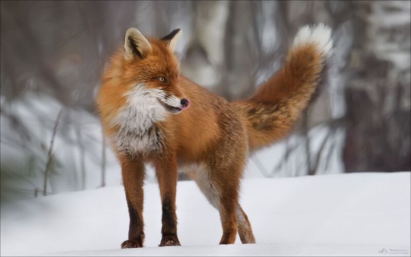 лис, лиса, fox, заказник красный бор, красный бор, фототур в красный бор, беларусь, фототуры 2026 Хвост пистолетом фото превью