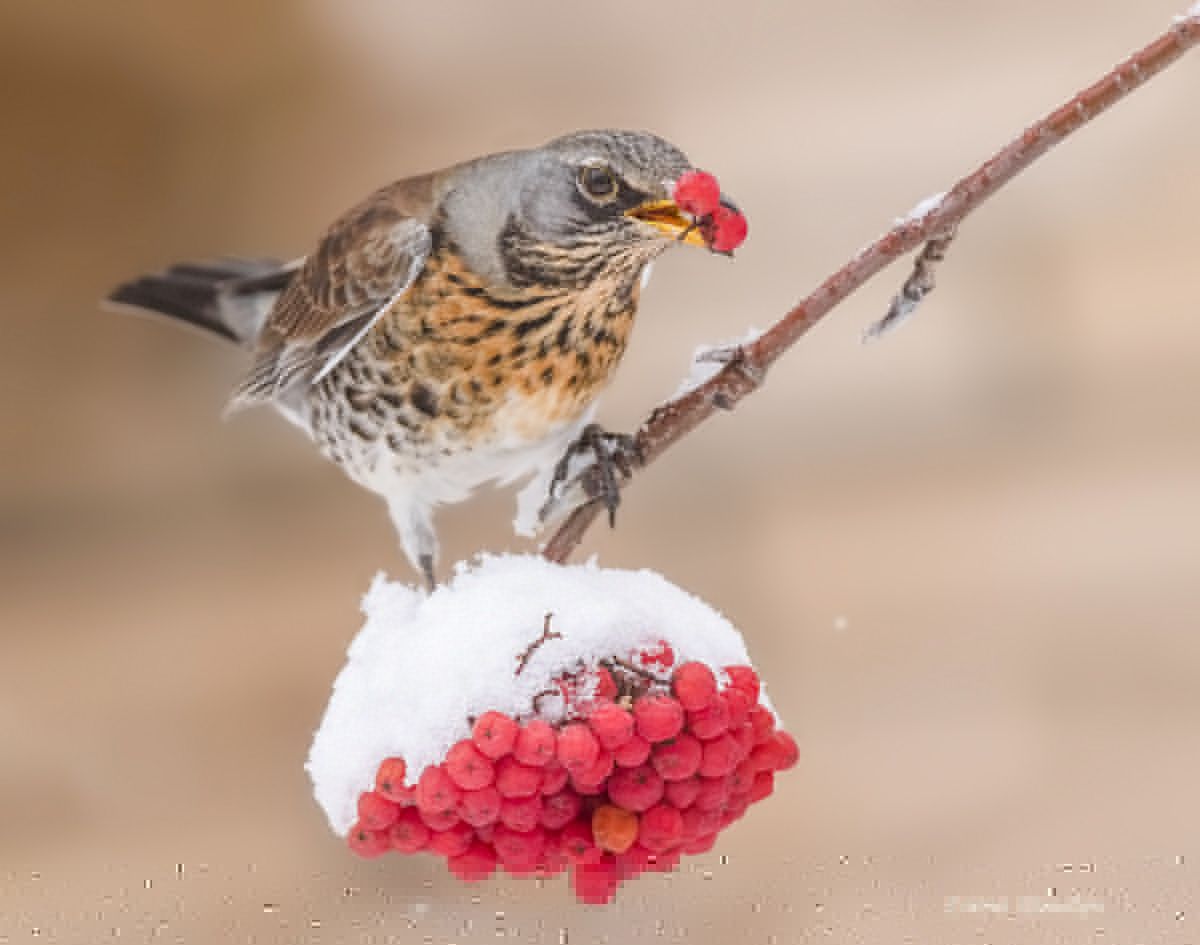 Рябиноед рябинник фото превью