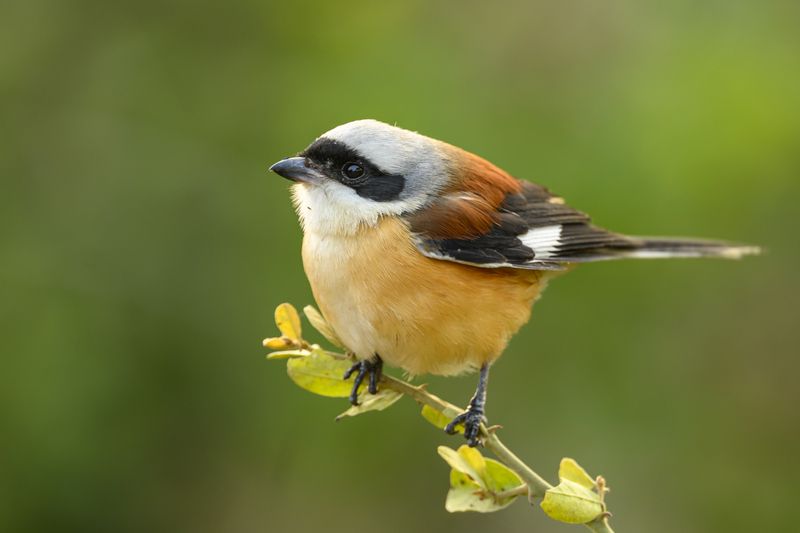 Крошечный Зорро фото превью