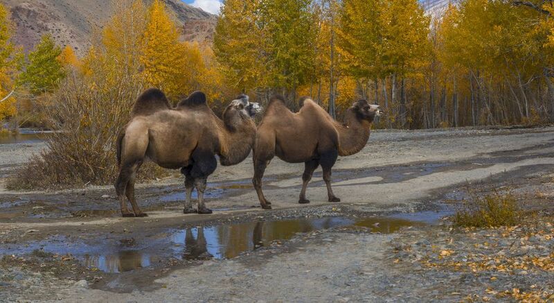 россия, горный алтай, верблюды, пара, осень Верблюды на Алтае фото превью