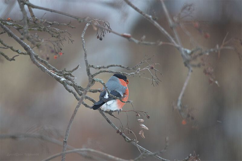 Любитель рябины фото превью