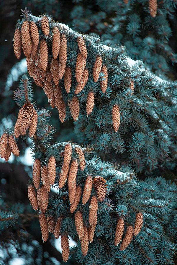 , Чудинин Дмитрий