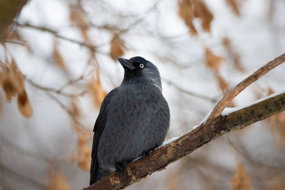 , Чудинин Дмитрий