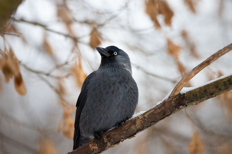 Думы о жизни фото превью