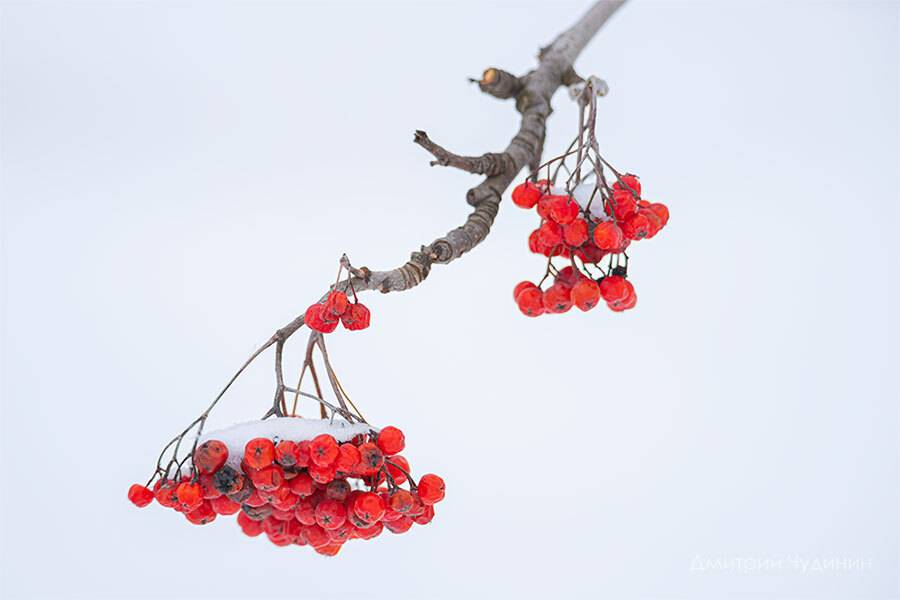 , Чудинин Дмитрий