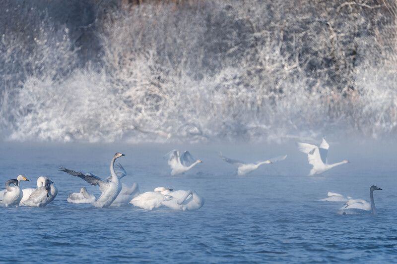 Лебединая зимняя гавань … Swan winter harbor ... фото превью