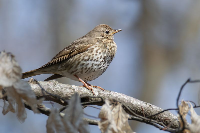 Певчий дрозд (лат. Turdus philomelos) фото превью