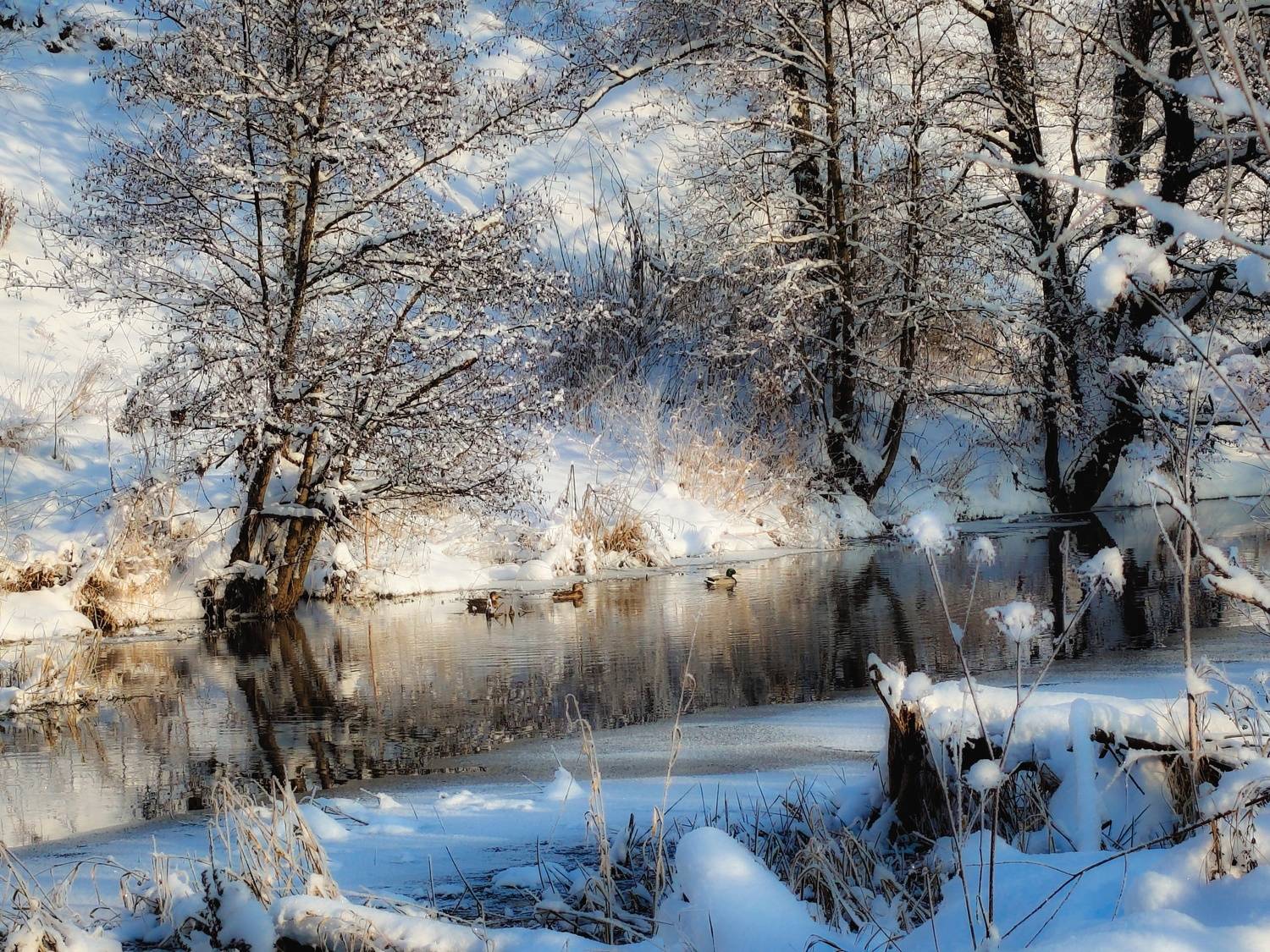 , Кондрашова Светлана