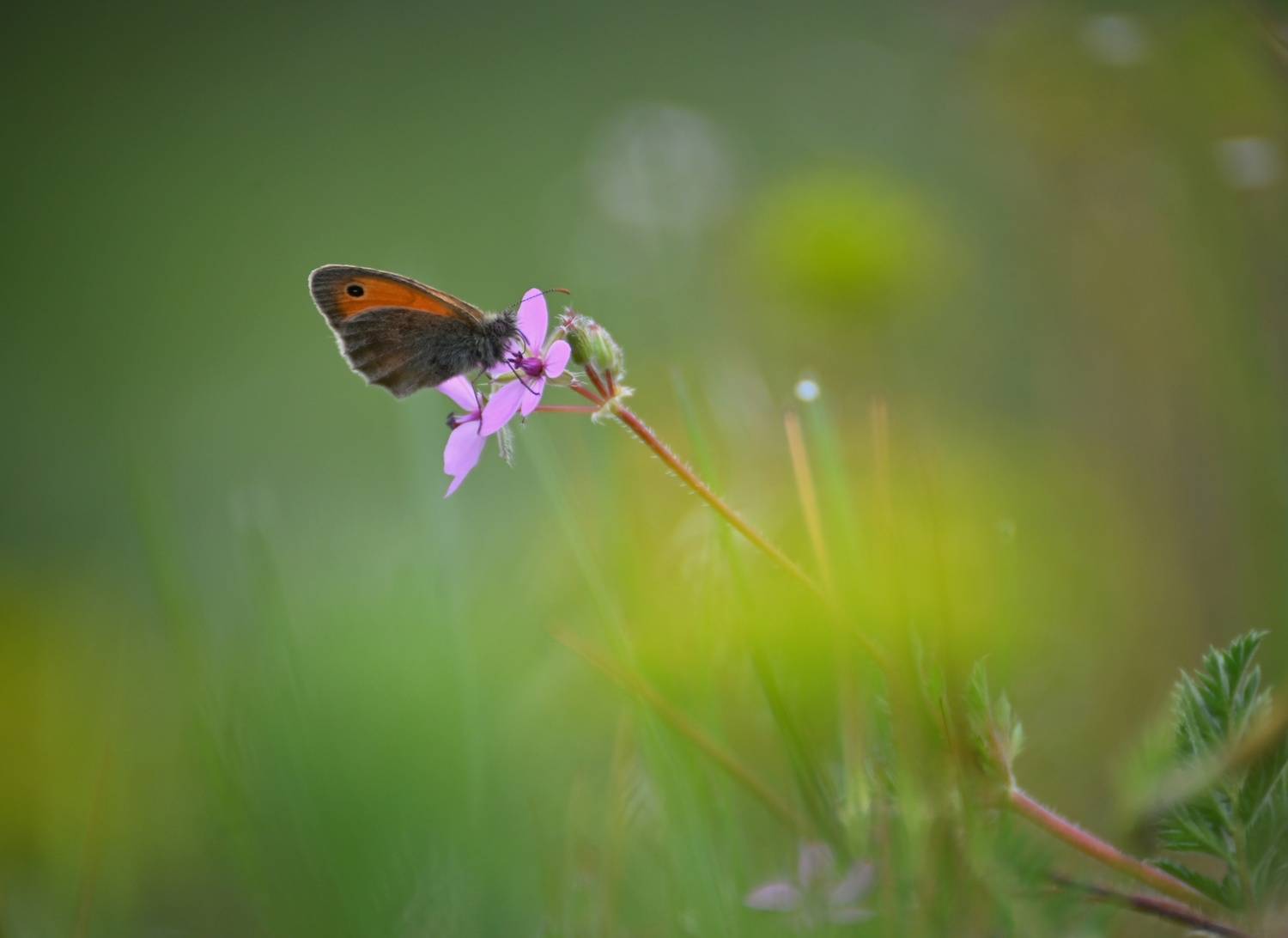 , Герчев Николай