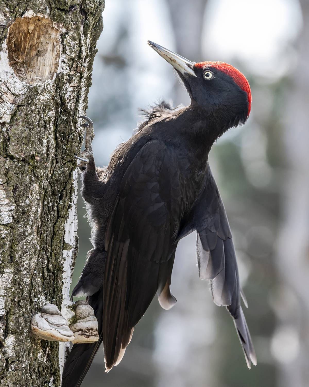 желна, черный дятел, птицы, фото птиц, птенцы, dryocopus martius, Александр Шипиленко