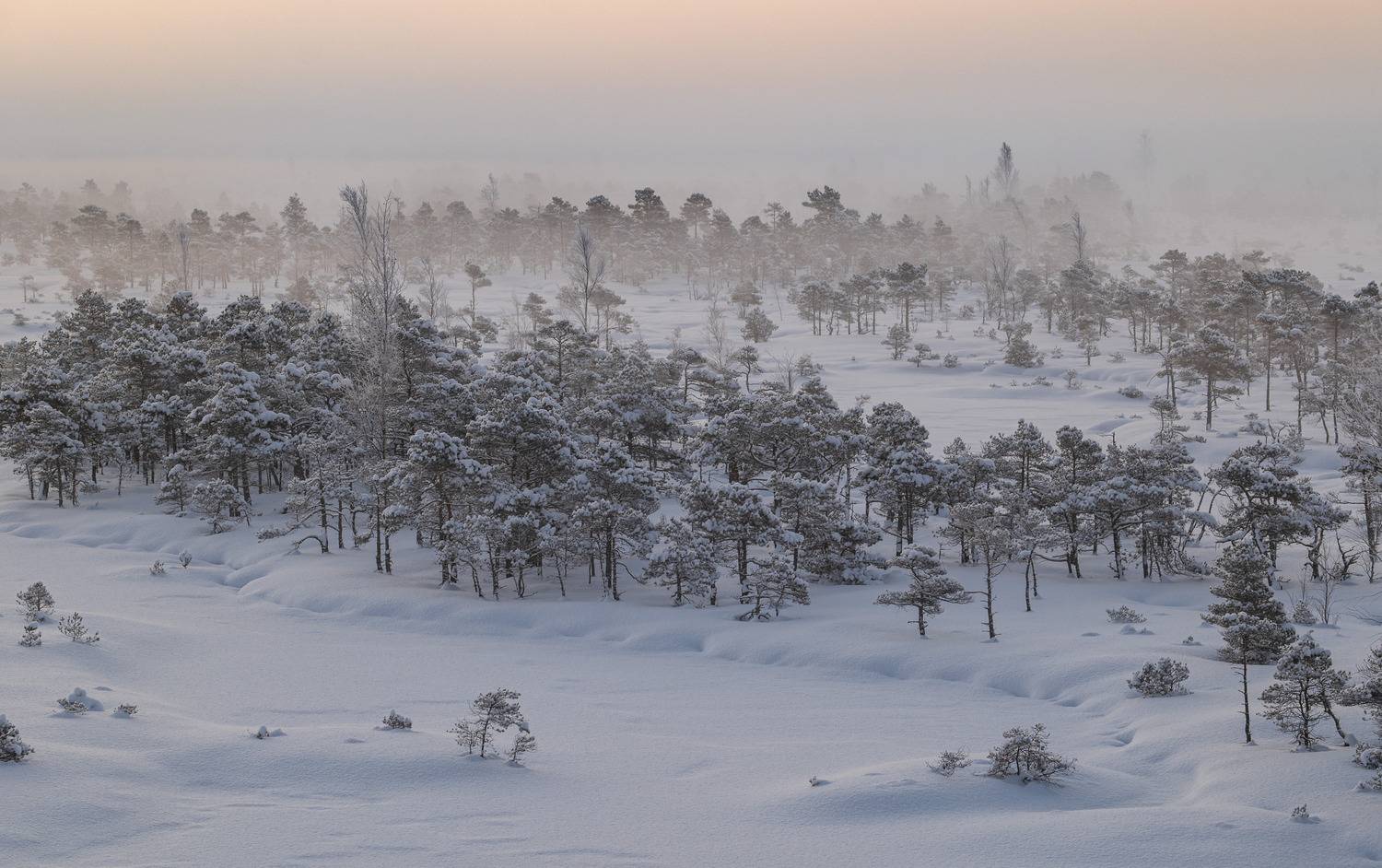 , Гордон Николай