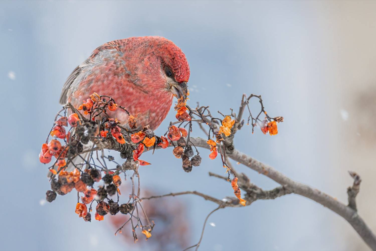 щур, птицы, рябина, Ruslan Pl