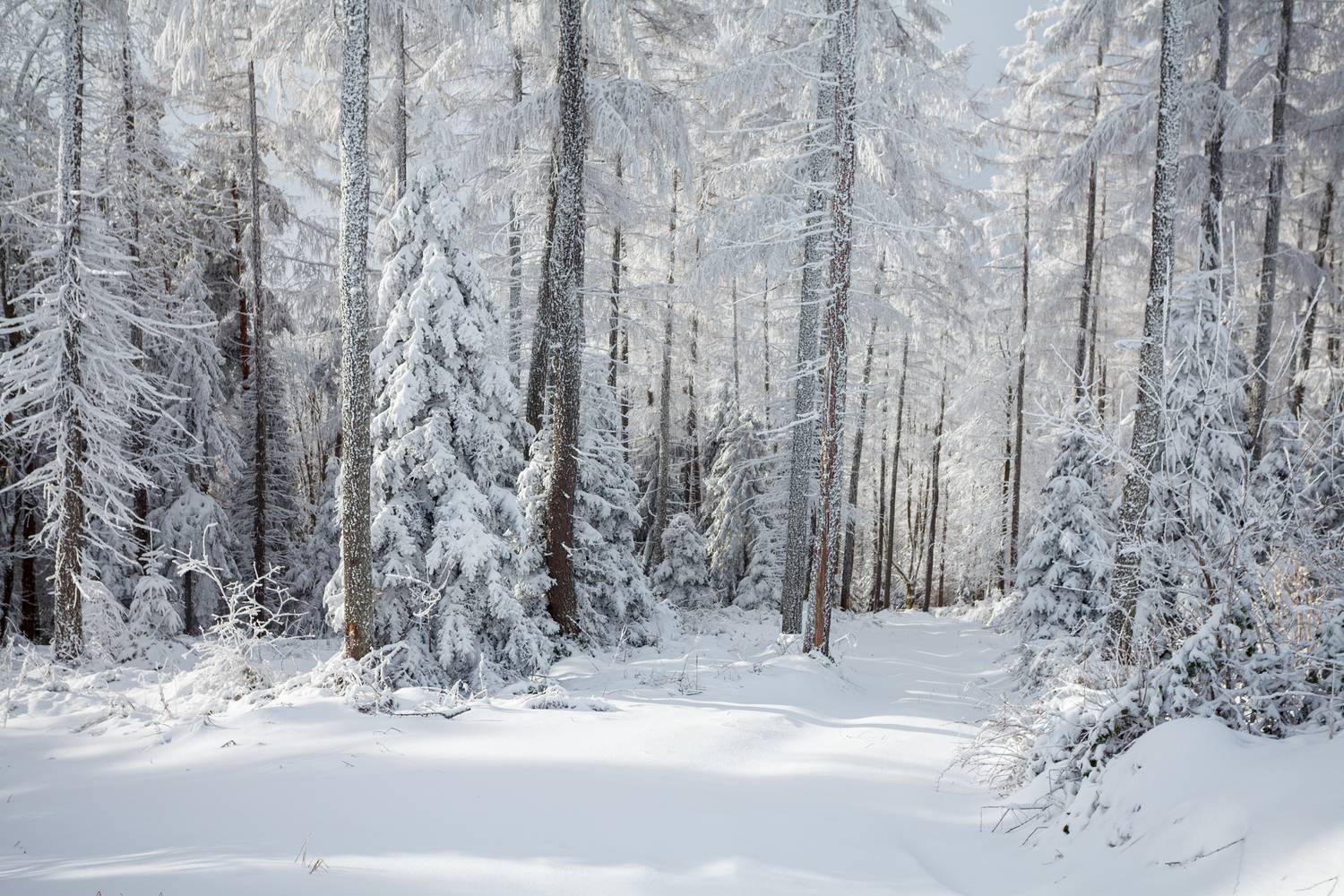 ,  Mirosław Pruchnicki