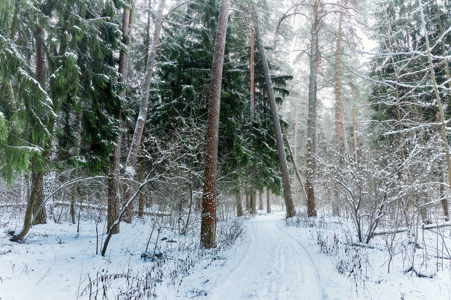 лес, деревья, листва, снег, Валерий Вождаев
