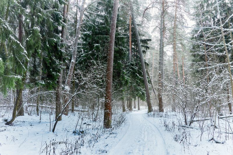 лес, деревья, листва, снег В зимнем лесу фото превью