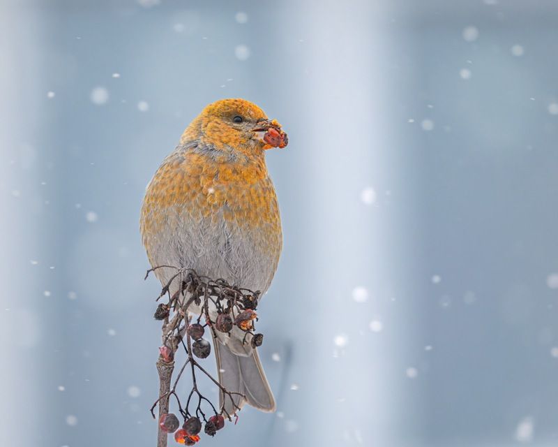 щур, птицы Новогодний щур фото превью