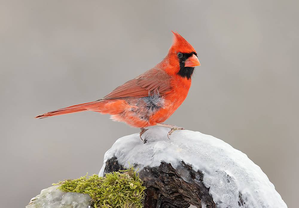 красный кардинал, northern cardinal, cardinal, кардинал, зима, winter bird, птицы, snow, winter, cold, Etkind Elizabeth
