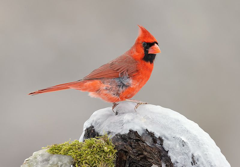 красный кардинал, northern cardinal, cardinal, кардинал, зима, winter bird, птицы, snow, winter, cold С Новым Годом! Красный кардинал - Northern Cardinal фото превью
