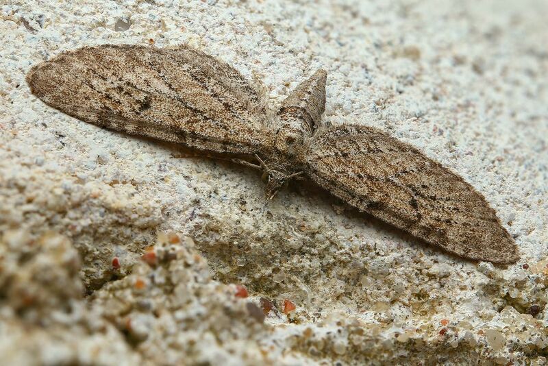 макро, природа, животное, растение, цвет, фото Самолет фото превью