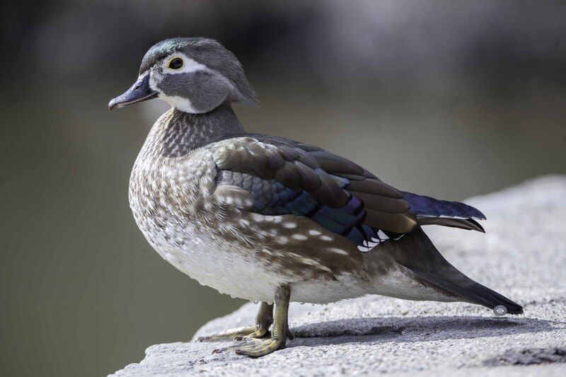 Wood duck фото превью