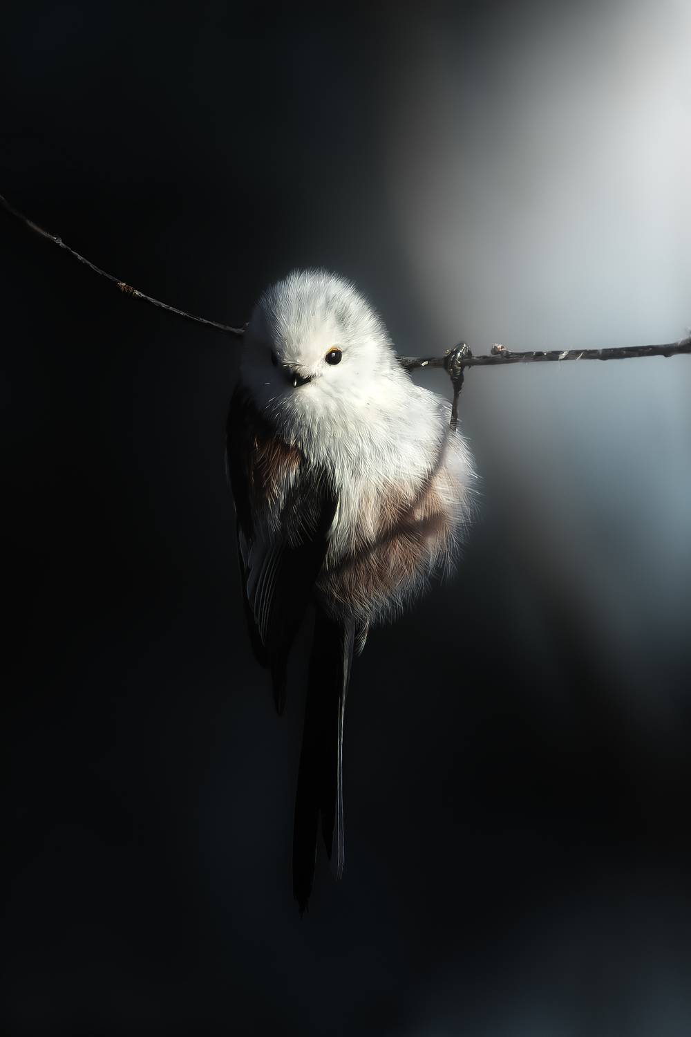 wildlife, birdwatching, nature, bird photography, птица, фотоохота, природа, ополовник, длиннохвостая синица, Полина Шальнева