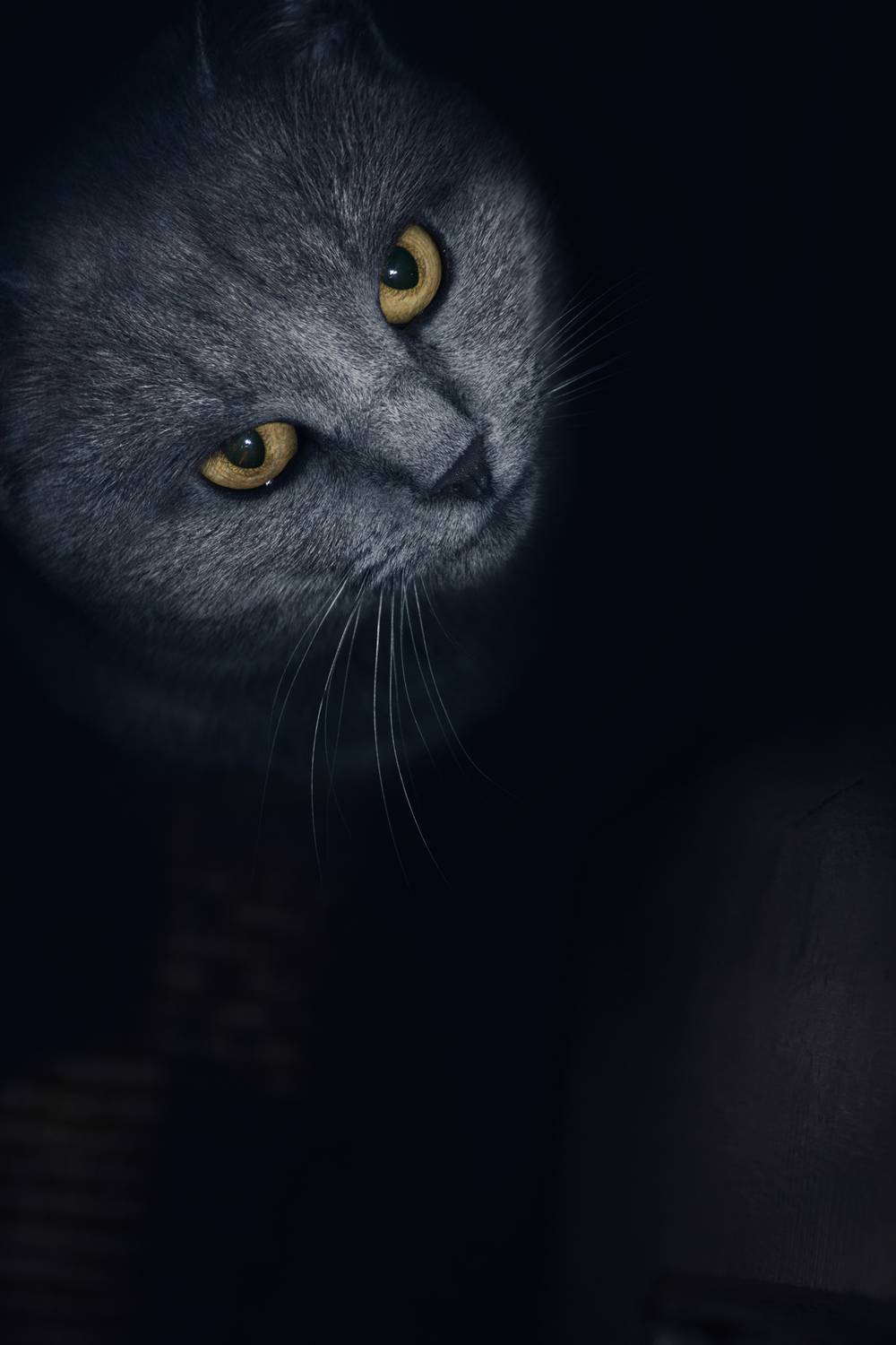 serbia, marko, radovanovic, cat, kitty, eyes, yellow, fur, fluffy, animal, friend, pet, cute, dark, moody, waiting, home, hungry,, Radovanovic Marko