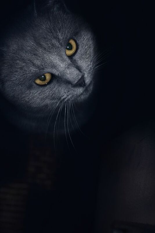 serbia, marko, radovanovic, cat, kitty, eyes, yellow, fur, fluffy, animal, friend, pet, cute, dark, moody, waiting, home, hungry, Friend of mine фото превью