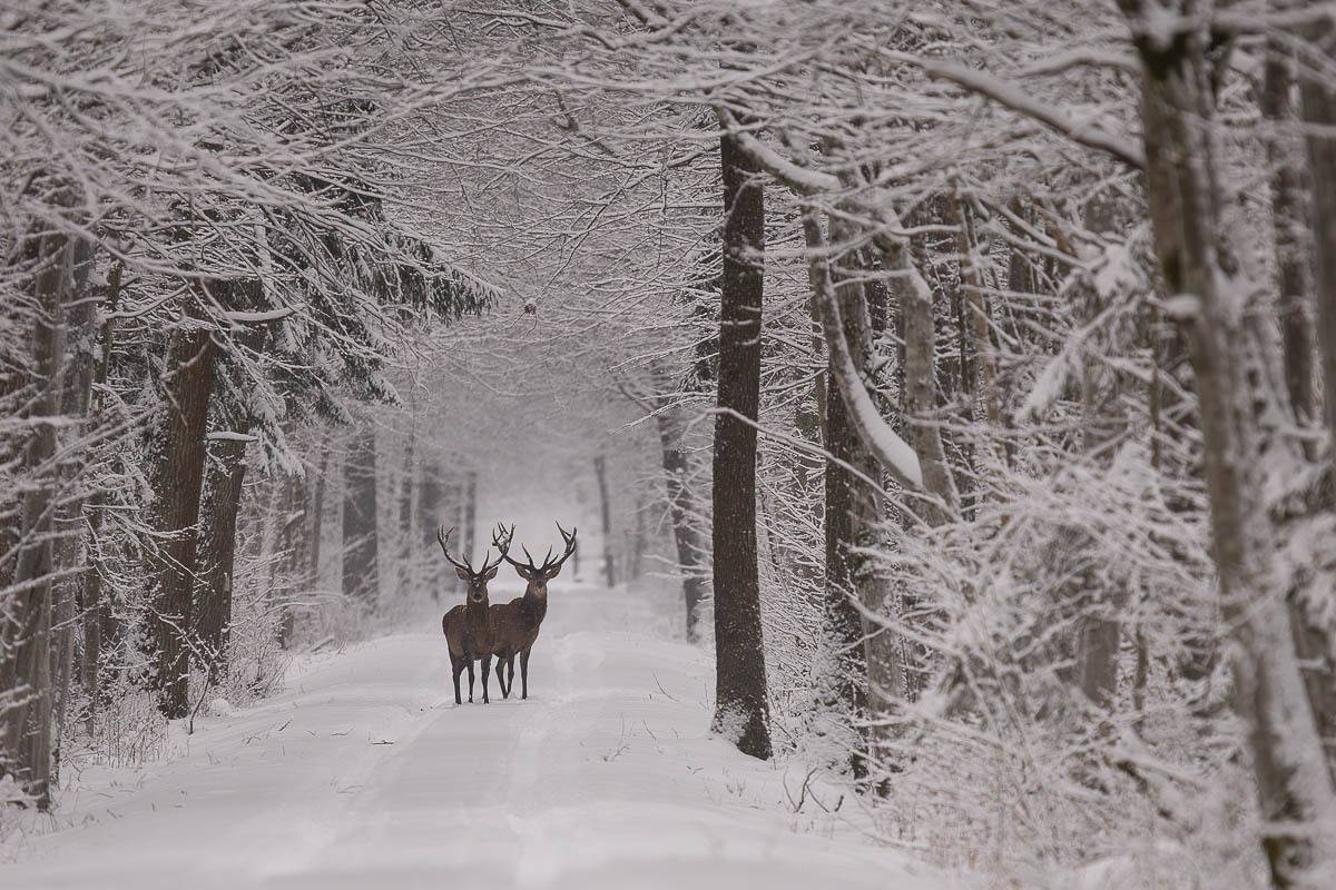 ssaki,przyroda,puszcza białowieska,jelenie,natura,dzika przyroda,zima,las,śnieg,poroze,drzewa, Zakrzewski Marcin