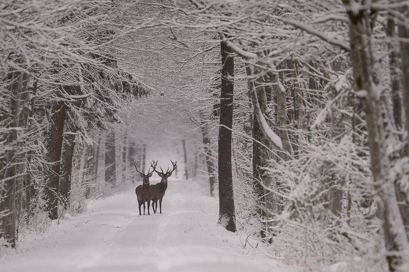 ssaki,przyroda,puszcza białowieska,jelenie,natura,dzika przyroda,zima,las,śnieg,poroze,drzewa Jelenie  фото превью