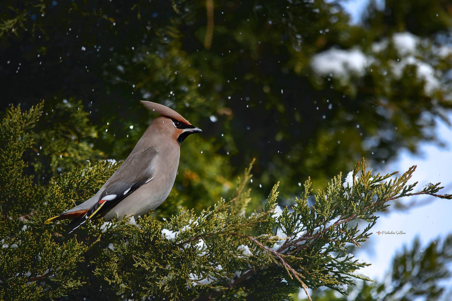 фотоохота, птица, зима, 1января, свиристель, Медведева Светлана
