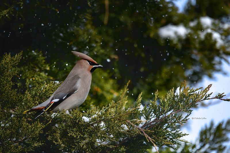 фотоохота, птица, зима, 1января, свиристель Первый пошёл. фото превью