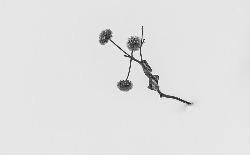 В снежном безмолвии фото превью