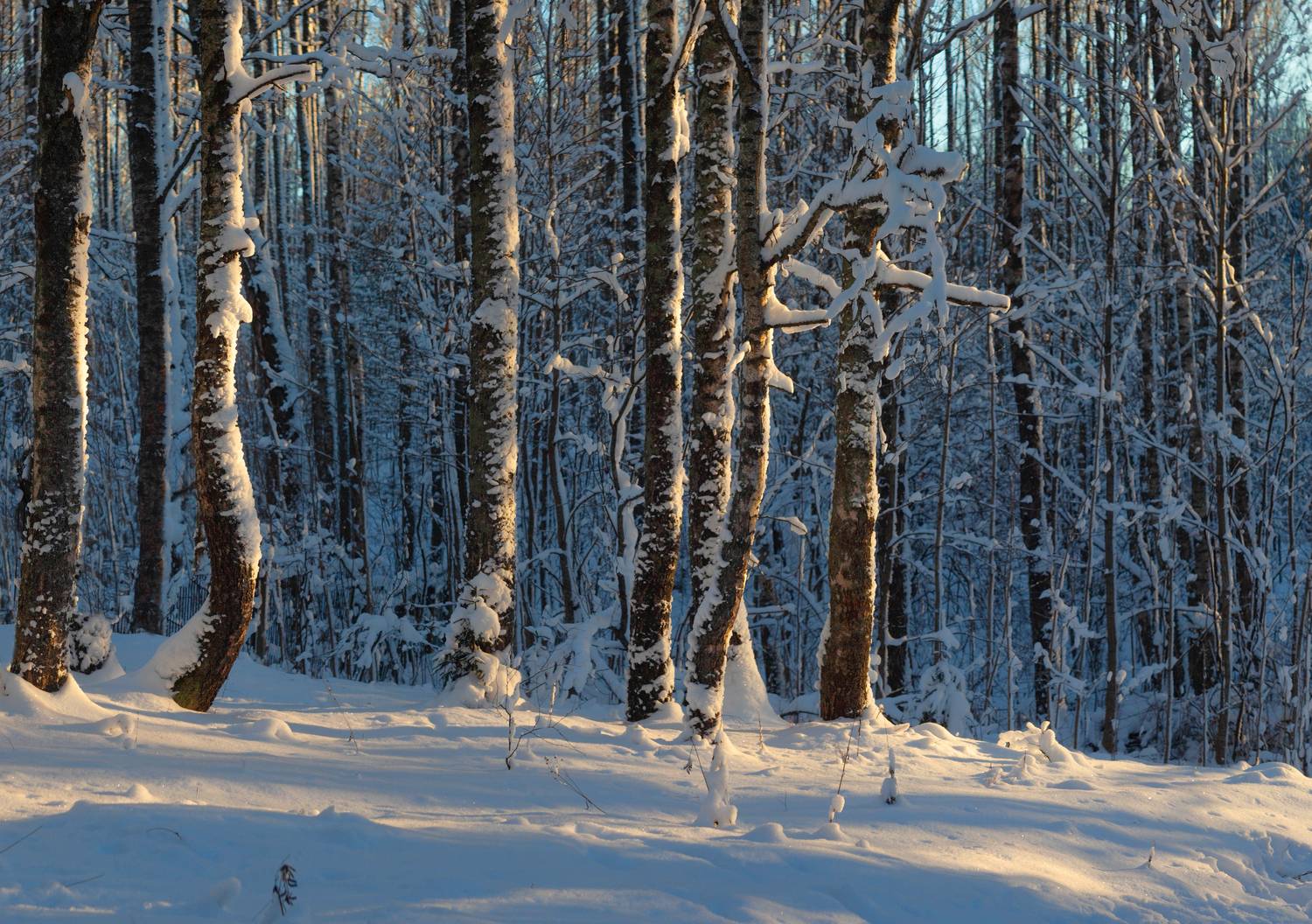 зима, лес , Свистков Александр