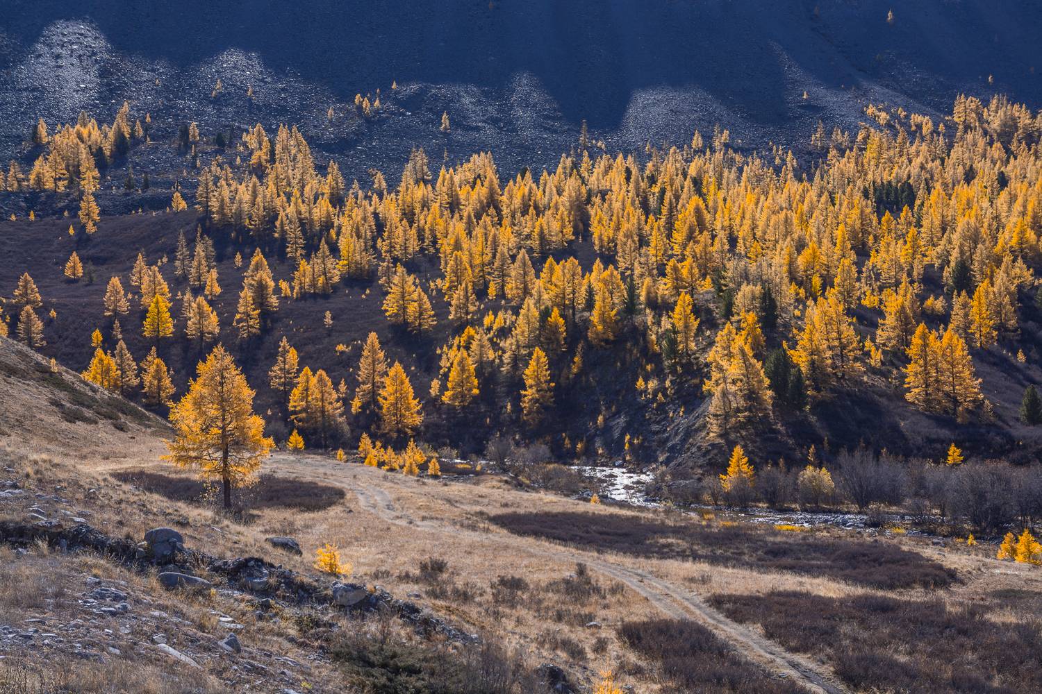 россия, горный алтай,осень, лиственницы, Андрей Поляков
