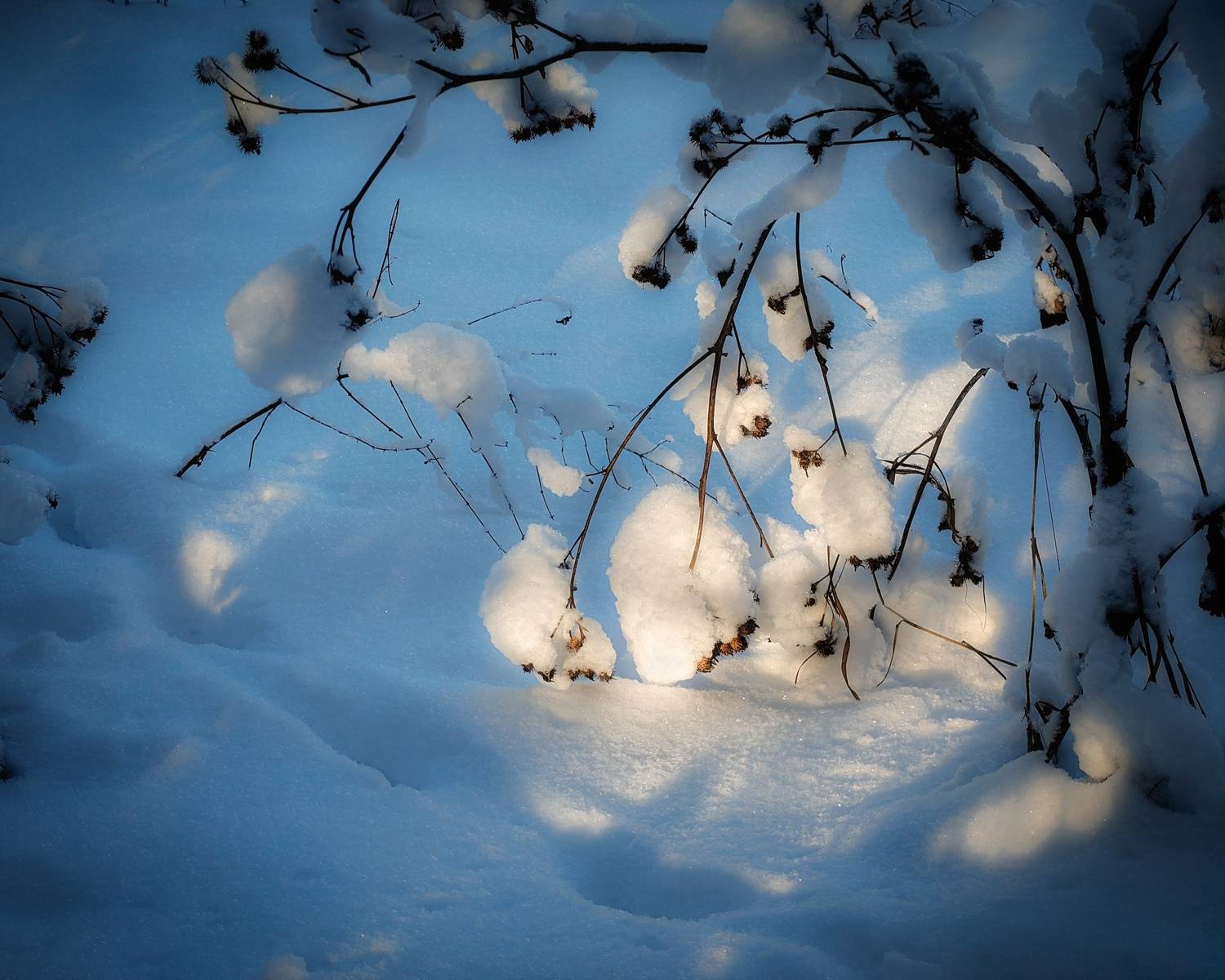 , Кондрашова Светлана