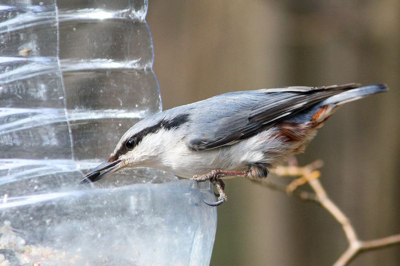 Семечка фото превью