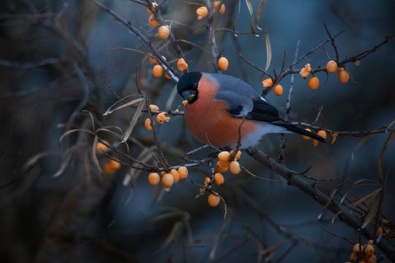 В меру упитанный фото превью