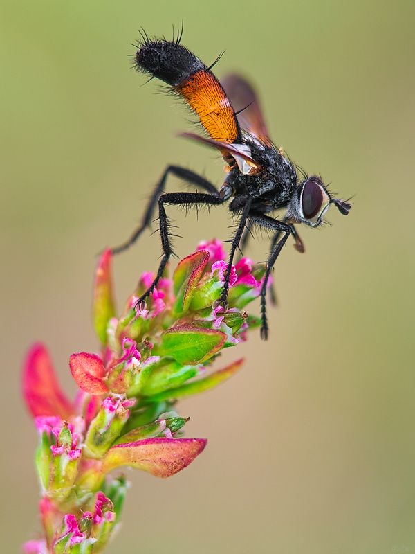 ежемуха #муха11 фото превью