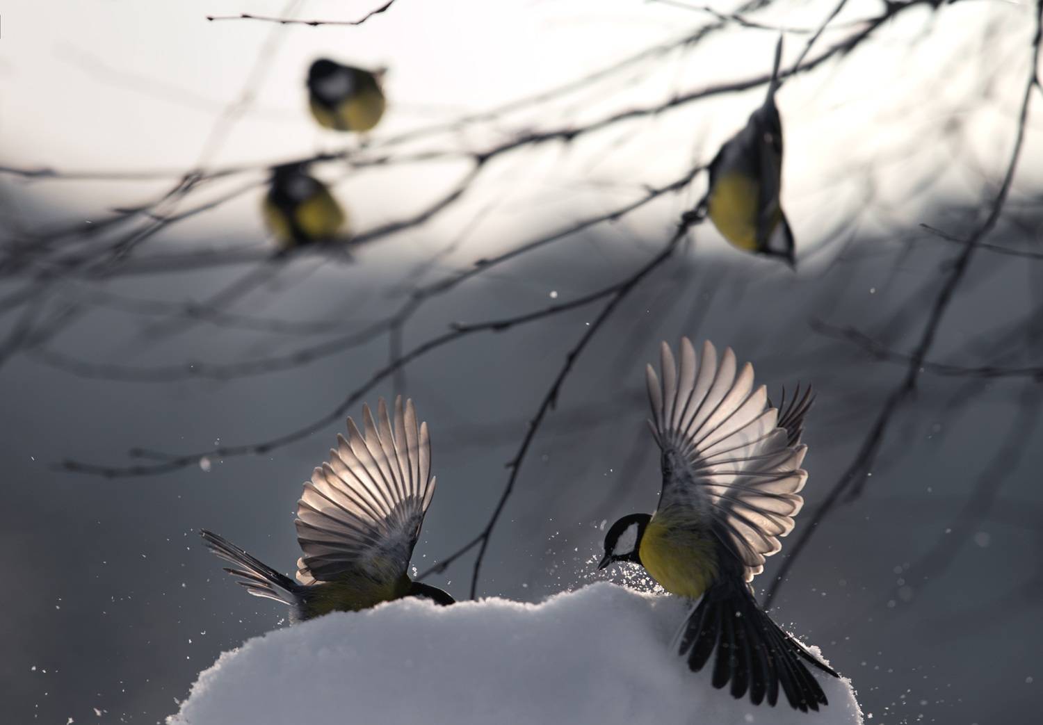 лес, свет, утро, природа, синица, птицы, Баранов Олег