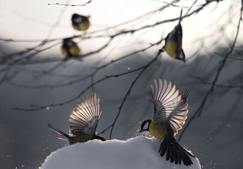 *** фото превью