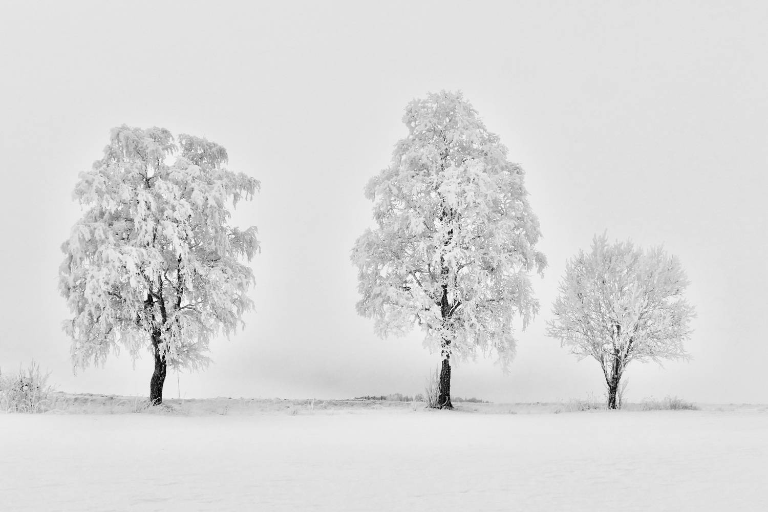 Landscapes, Winter, Frost, Tree, Cold, Misty, Norway, , Povarova Ree Svetlana