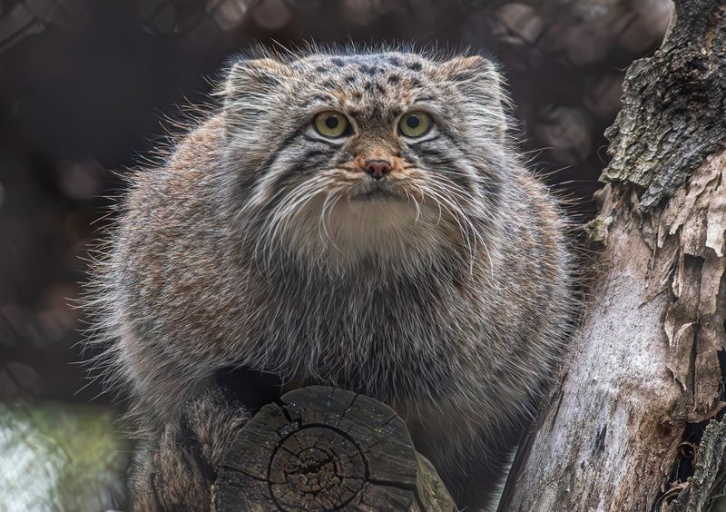 Манулы фото превью