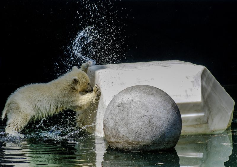 Белые медведи фото превью