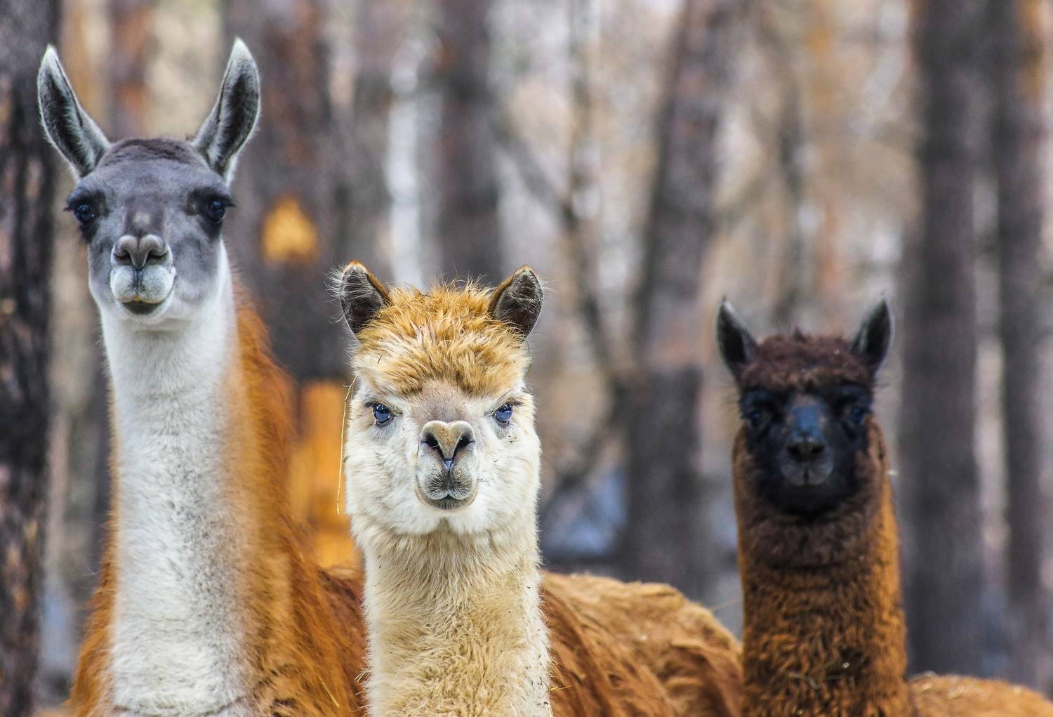 , Михаил Измайлов