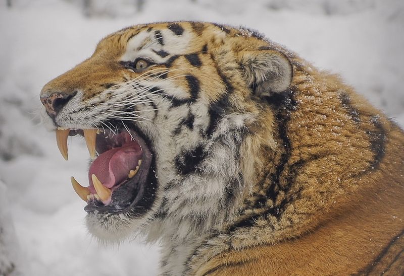 Тигр фото превью