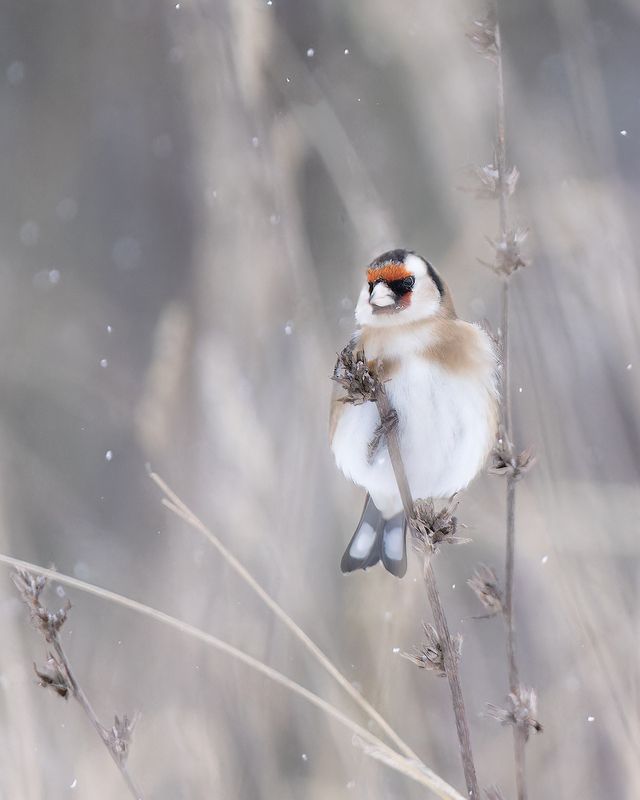 птички, фотоохота, щегол Черноголовые щеглы фото превью