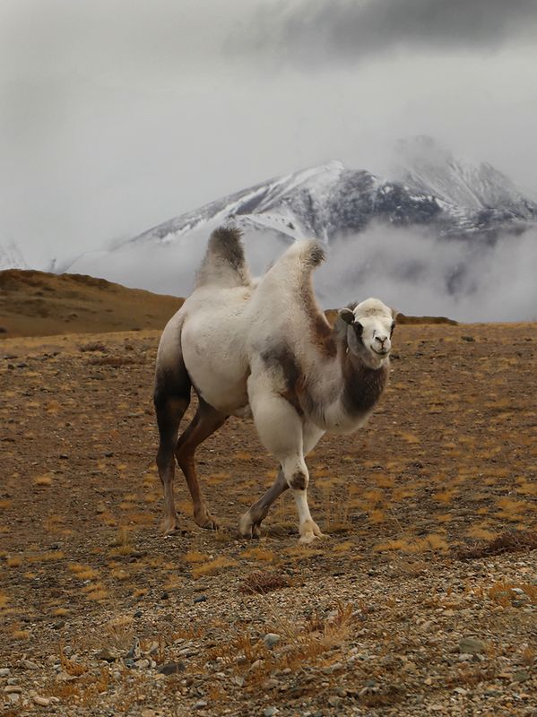 Блондин фото превью