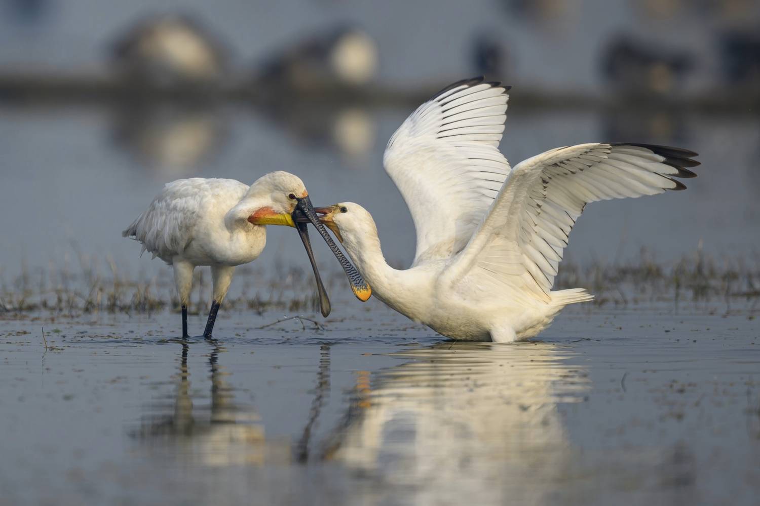 , Пупонин Сергей