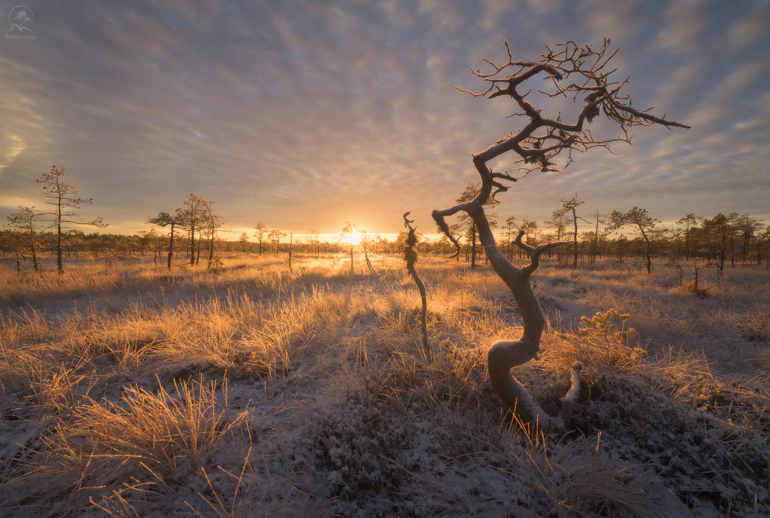 ленобласть, болота, болото, Гордиенко Анатолий