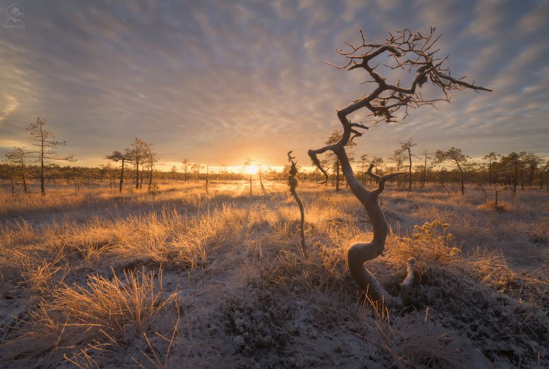 ленобласть, болота, болото На болотах фото превью